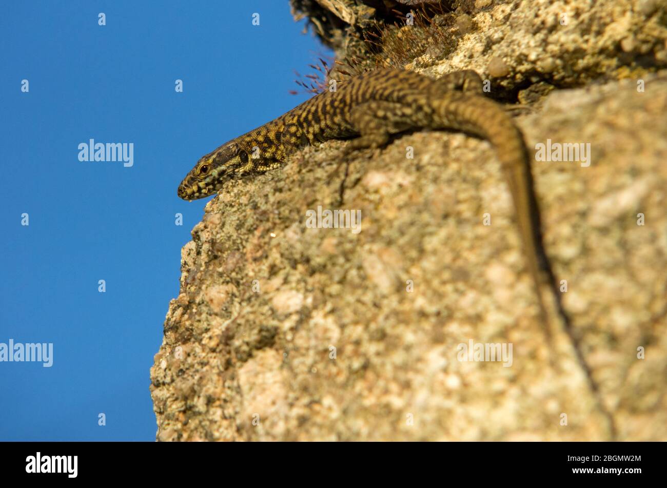 A lizard is well camouflaged on the worn stonework of a rural dwelling, lit by late afternoon sunlight in Poitou Charentes, France. Stock Photo