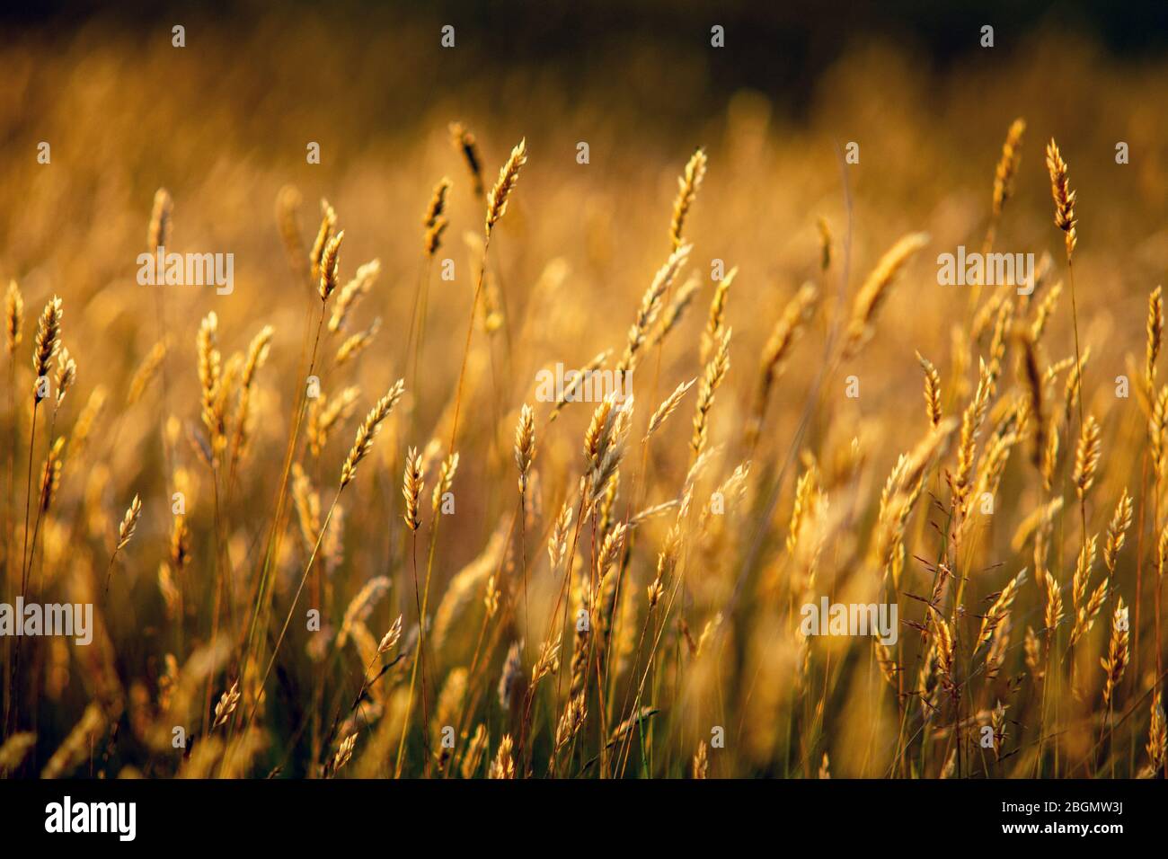 Golden grasses are illuminated by late afternoon light during a late summer evening in rural Yorkshire, UK. Stock Photo