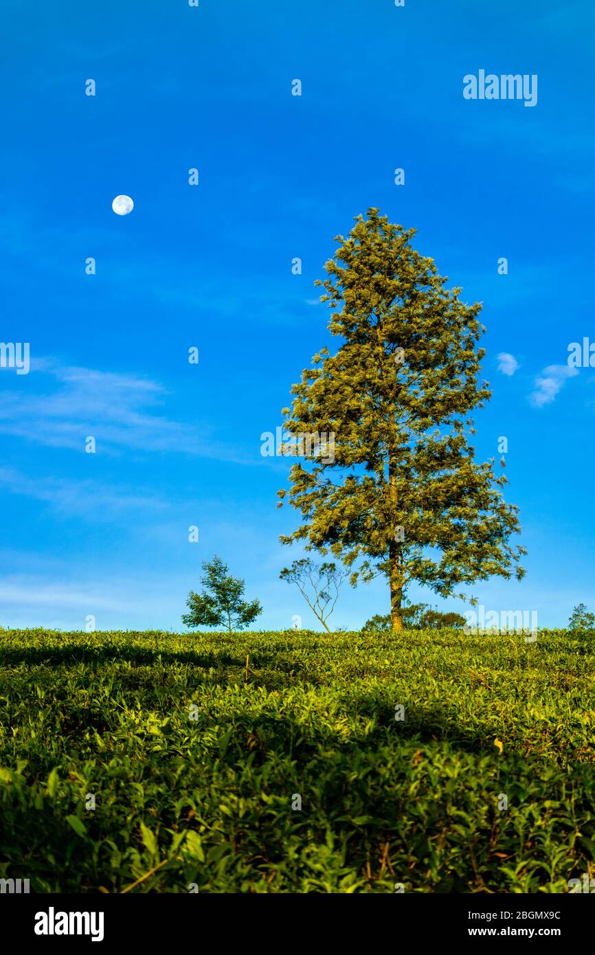 A moon during early daytime on a tea garden. Stock Photo