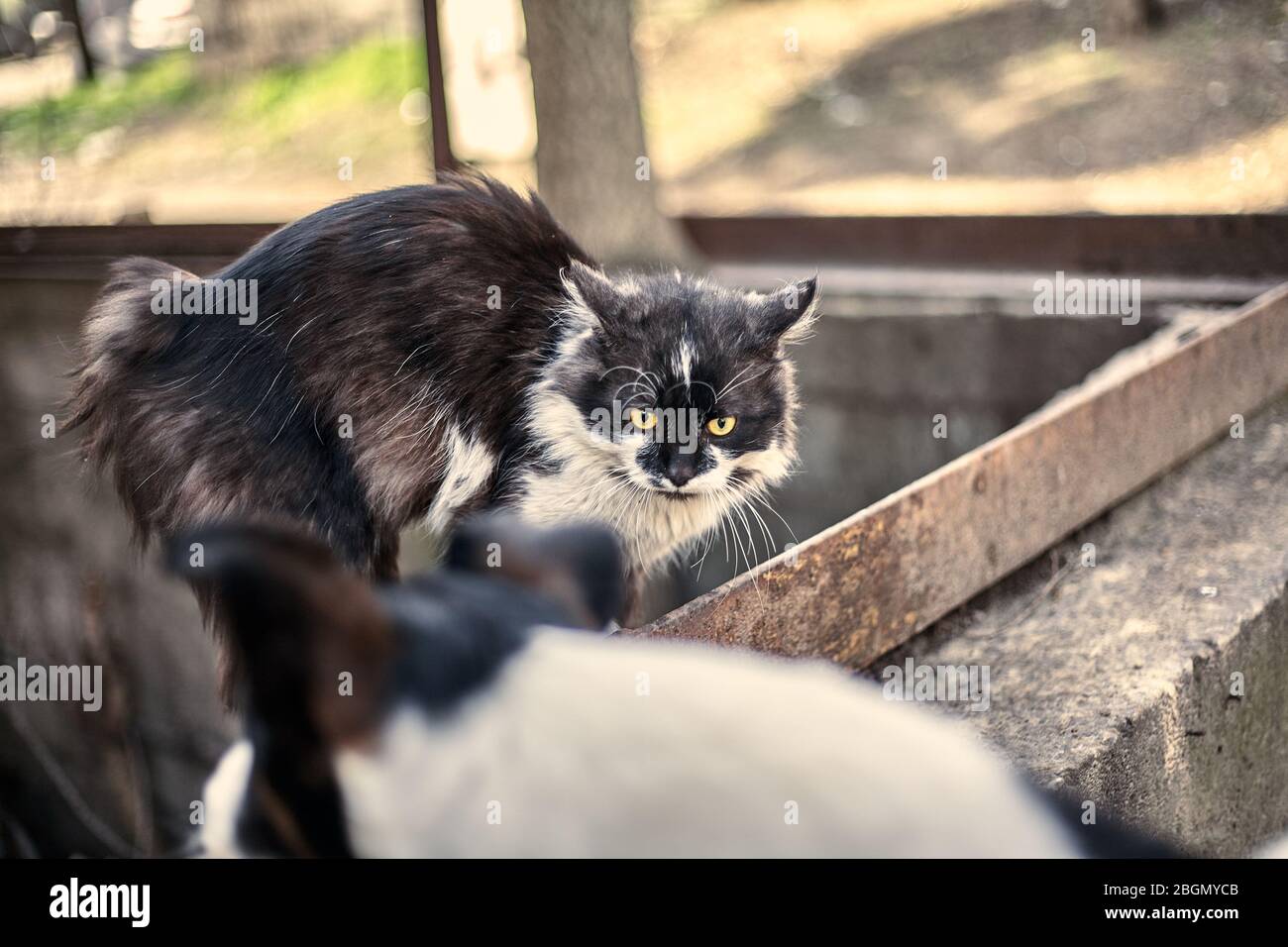 Are Dogs Or Cats Dirtier