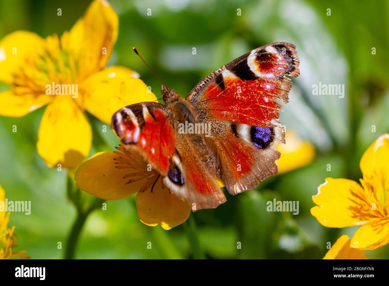 UK weather.  A Peacock butterfly (Aglais io) forages in the morning sunshine today in East Sussex, UK. Credit: Ed Brown/Alamy Live News Stock Photo