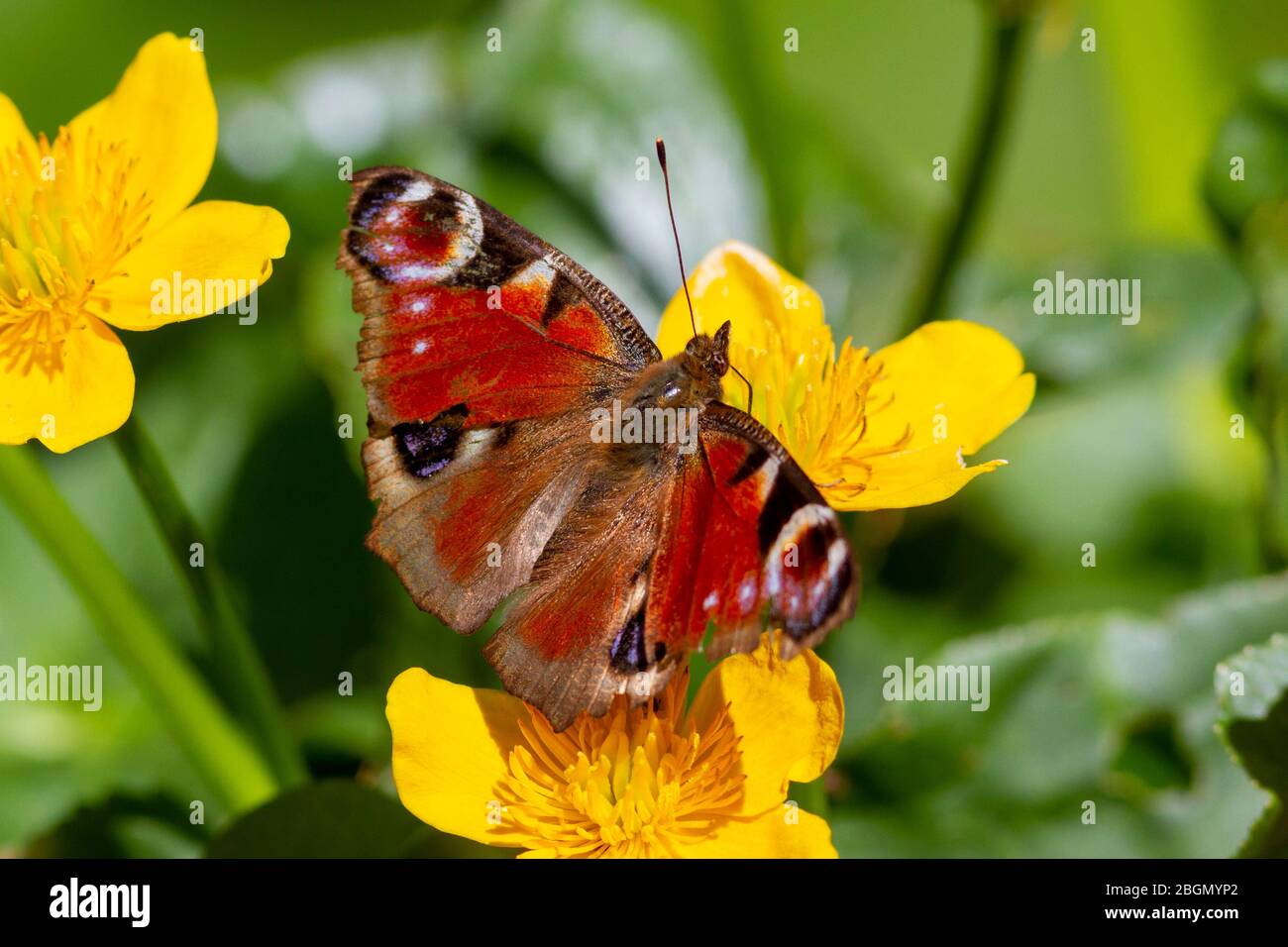 UK weather.  A Peacock butterfly (Aglais io) forages in the morning sunshine today in East Sussex, UK. Credit: Ed Brown/Alamy Live News Stock Photo