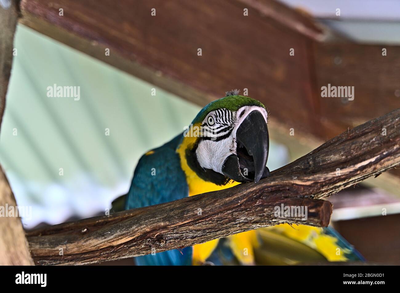 Colorful parrot nibbling on a wooden branch Stock Photo