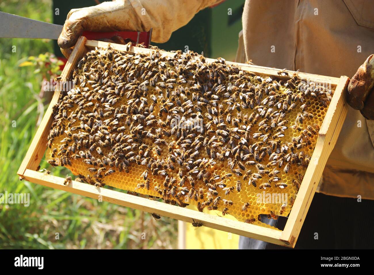 close-up of a honeycomb covered with bees which is held by a beekeeper Stock Photo