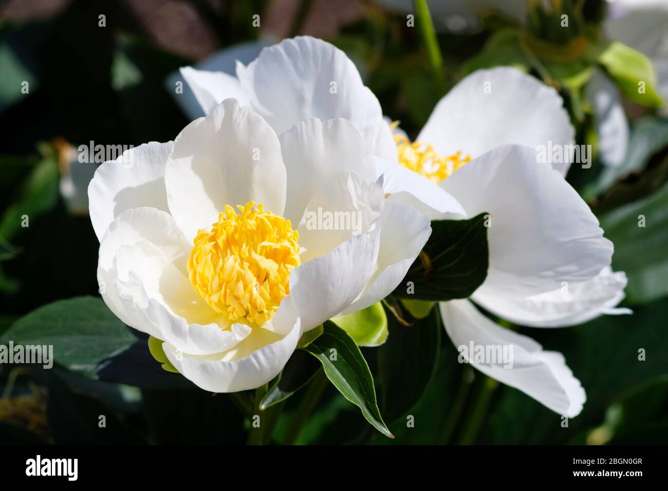 Paeonia lactiflora Whitleyi Major, peony Whitleyi Major Stock Photo