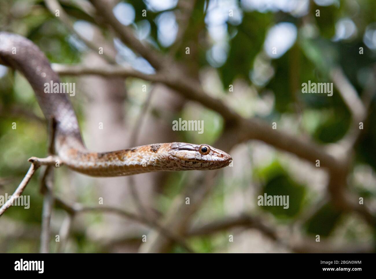 A Bahamian racer (Cubophis vudii) snake slithers among the branches of trees in a forest on Long Island in the Bahamas Stock Photo