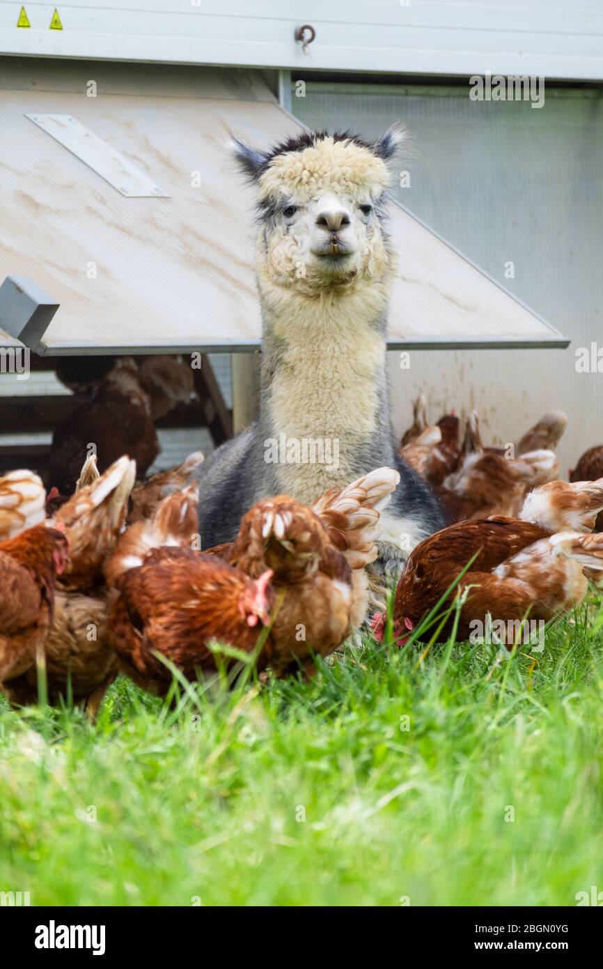 Domesticated alpaca is guarding chickens for keeping away foxes Stock