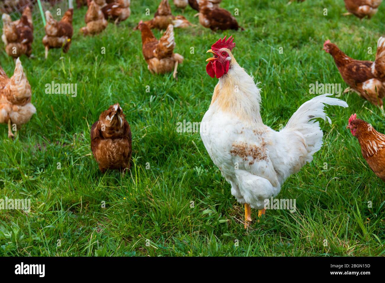 A flock of chickens with crowing rooster surrounded by hens Stock Photo