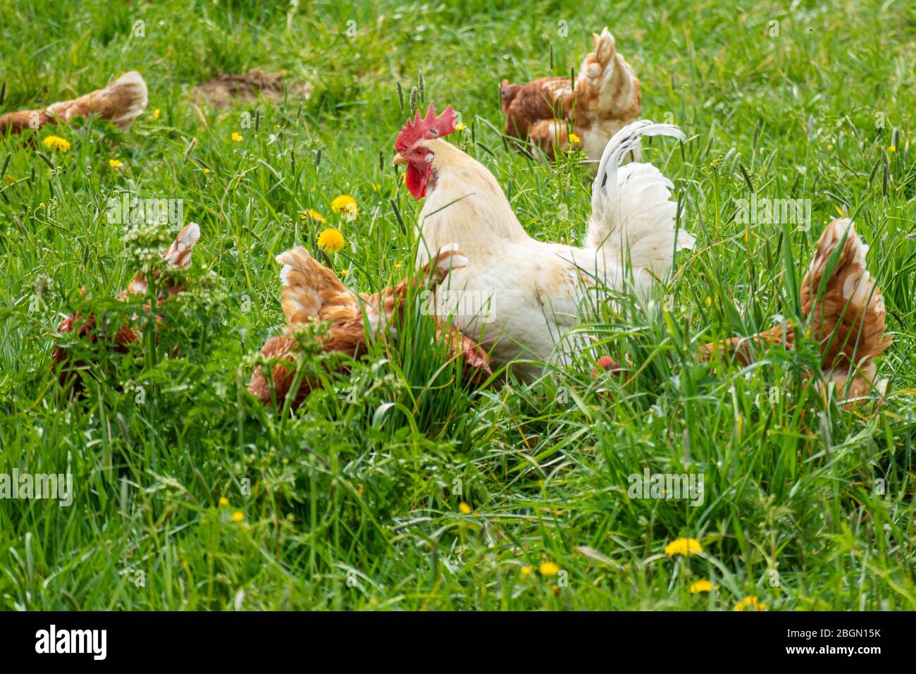 A flock of chickens with rooster surrounded by hens Stock Photo Alamy