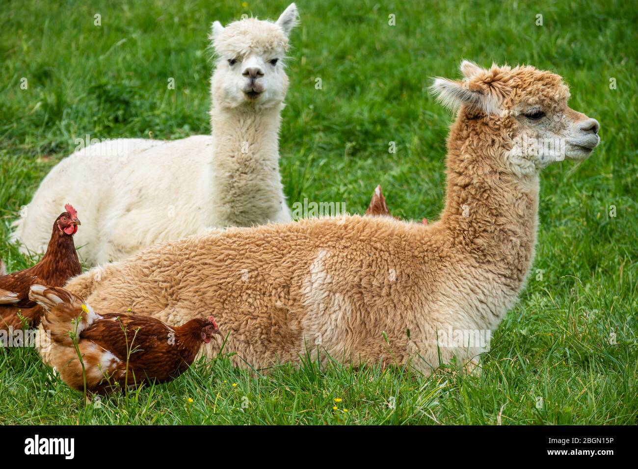 Domesticated alpacas are guarding chickens for keeping away foxes Stock