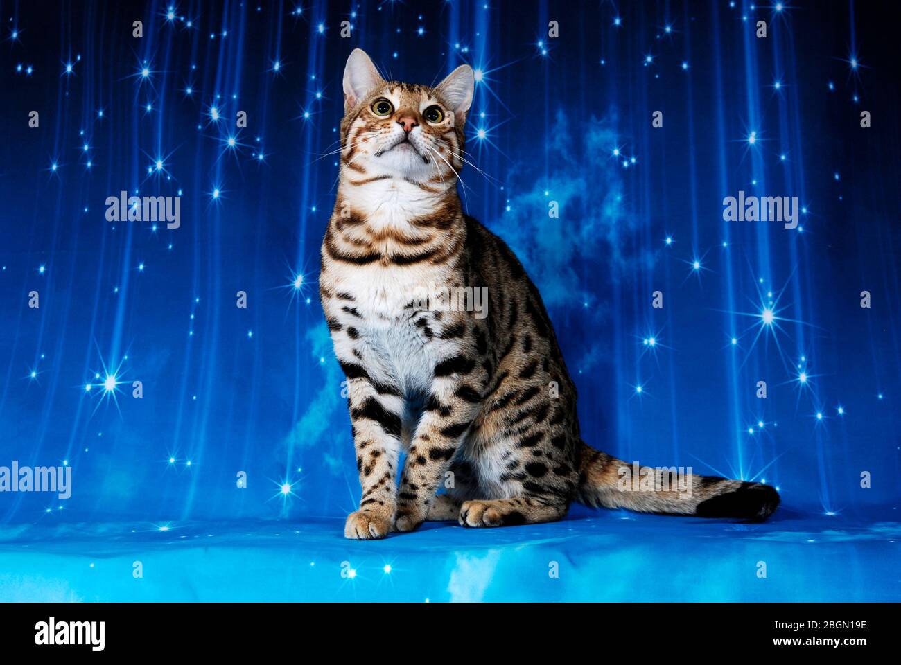 cat show on background full of color Stock Photo Alamy
