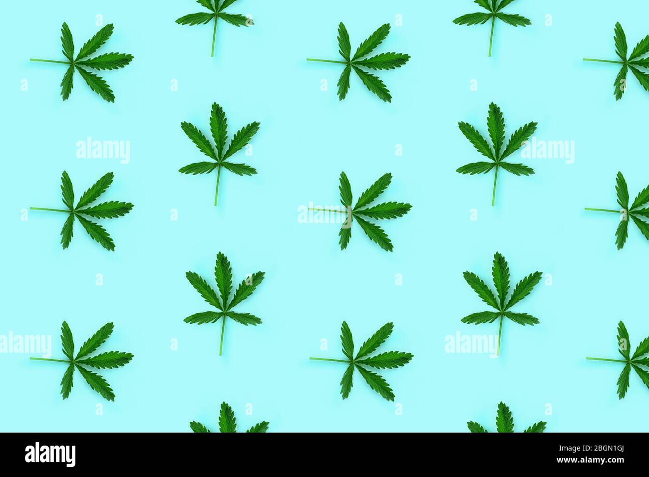 Pattern made from hemp leaf isolated on blue background. Flat lay style. Stock Photo