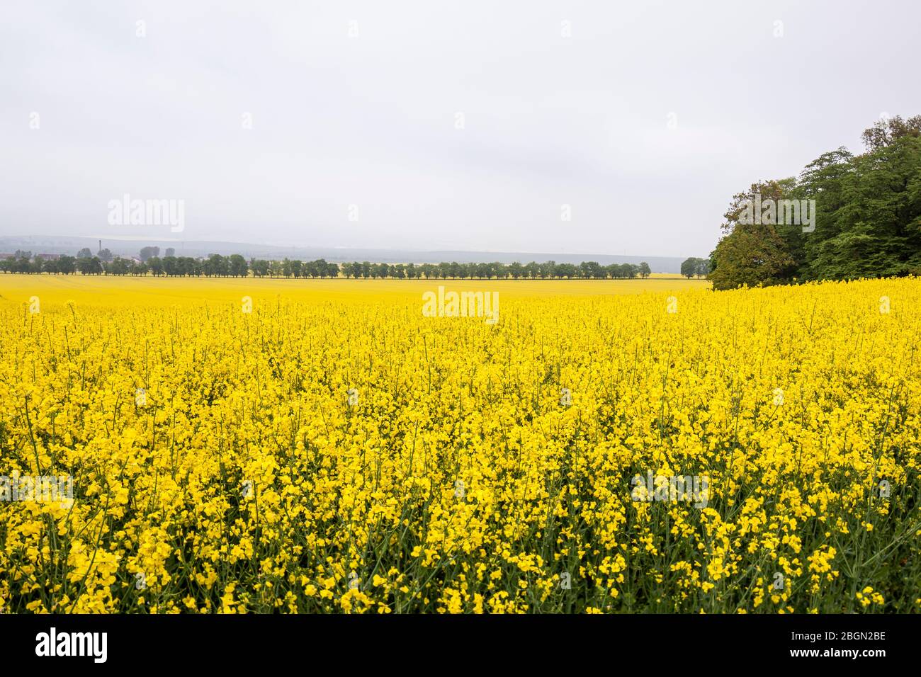 Yellow field rapeseed flowers hi-res stock photography and images - Alamy