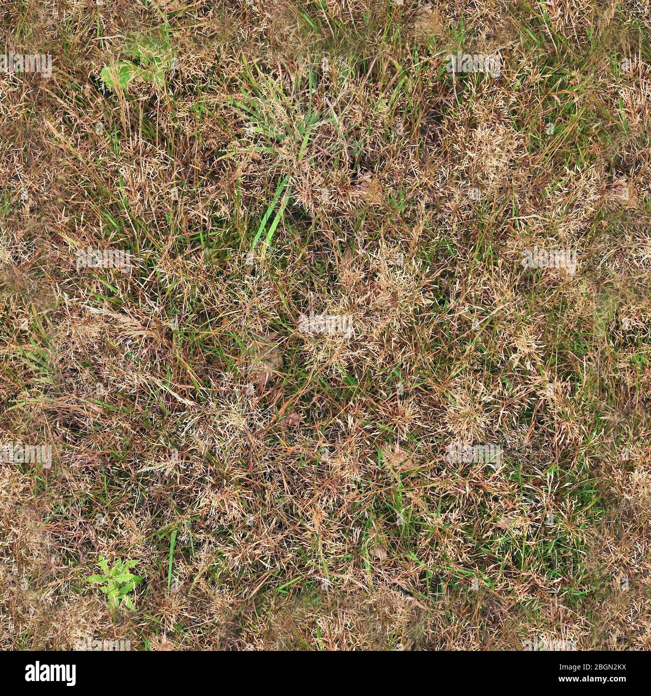 High resolution texture pattern of green grass on a field Stock Photo ...