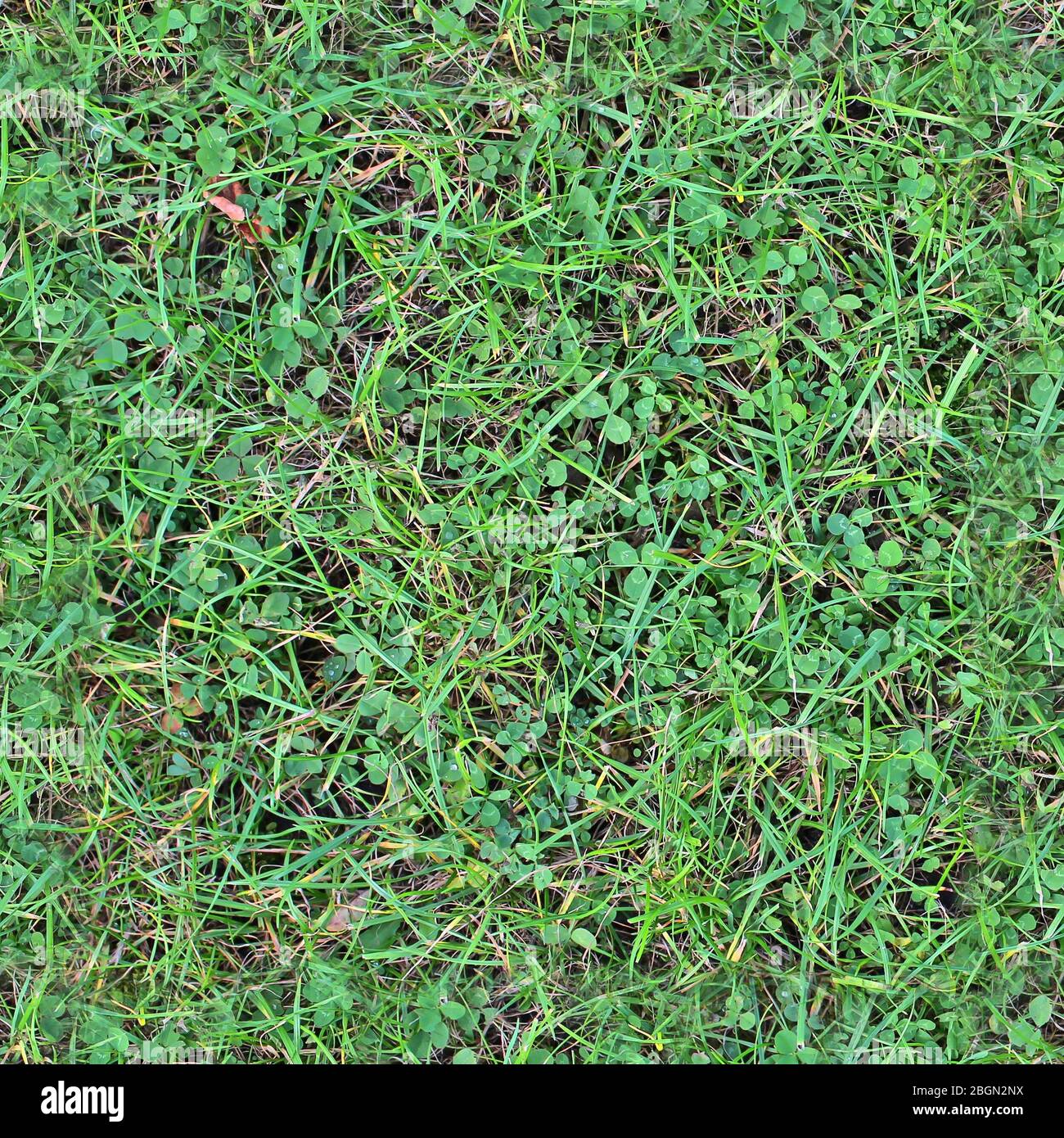 High resolution texture pattern of green grass on a field Stock Photo ...