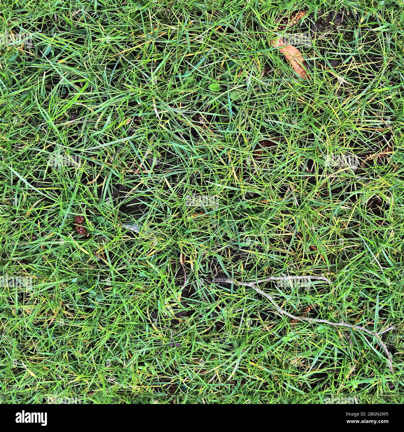 High resolution texture pattern of green grass on a field Stock Photo ...