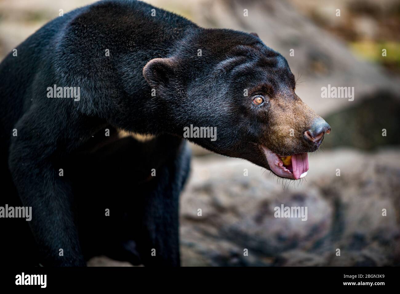 Sun Bear Helarctos malayanus profile Close-up Stock Photo