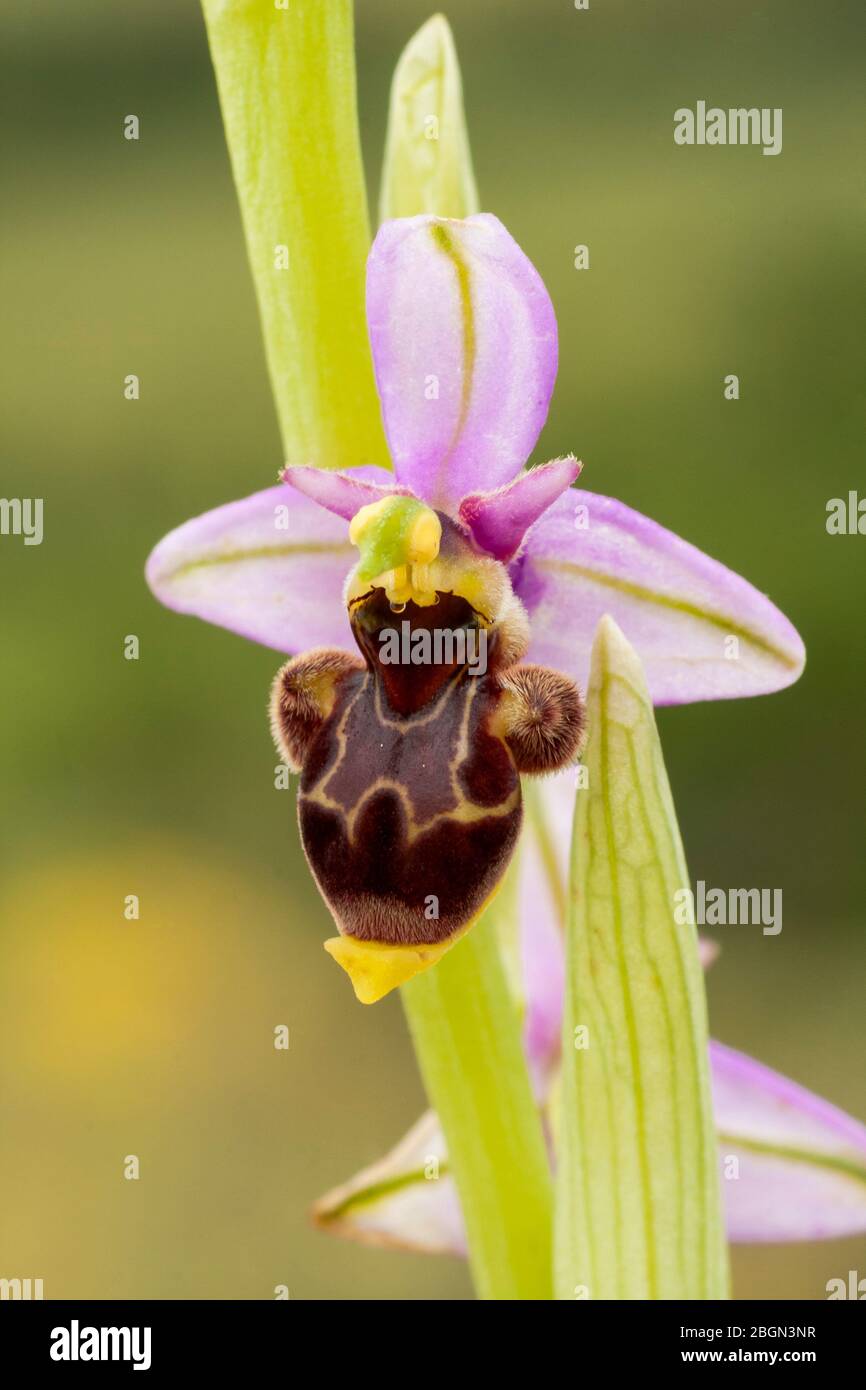 A selective shot of a gorgeous orchid, Orchis scolopax, on an unfocused green background. León, Spain Stock Photo