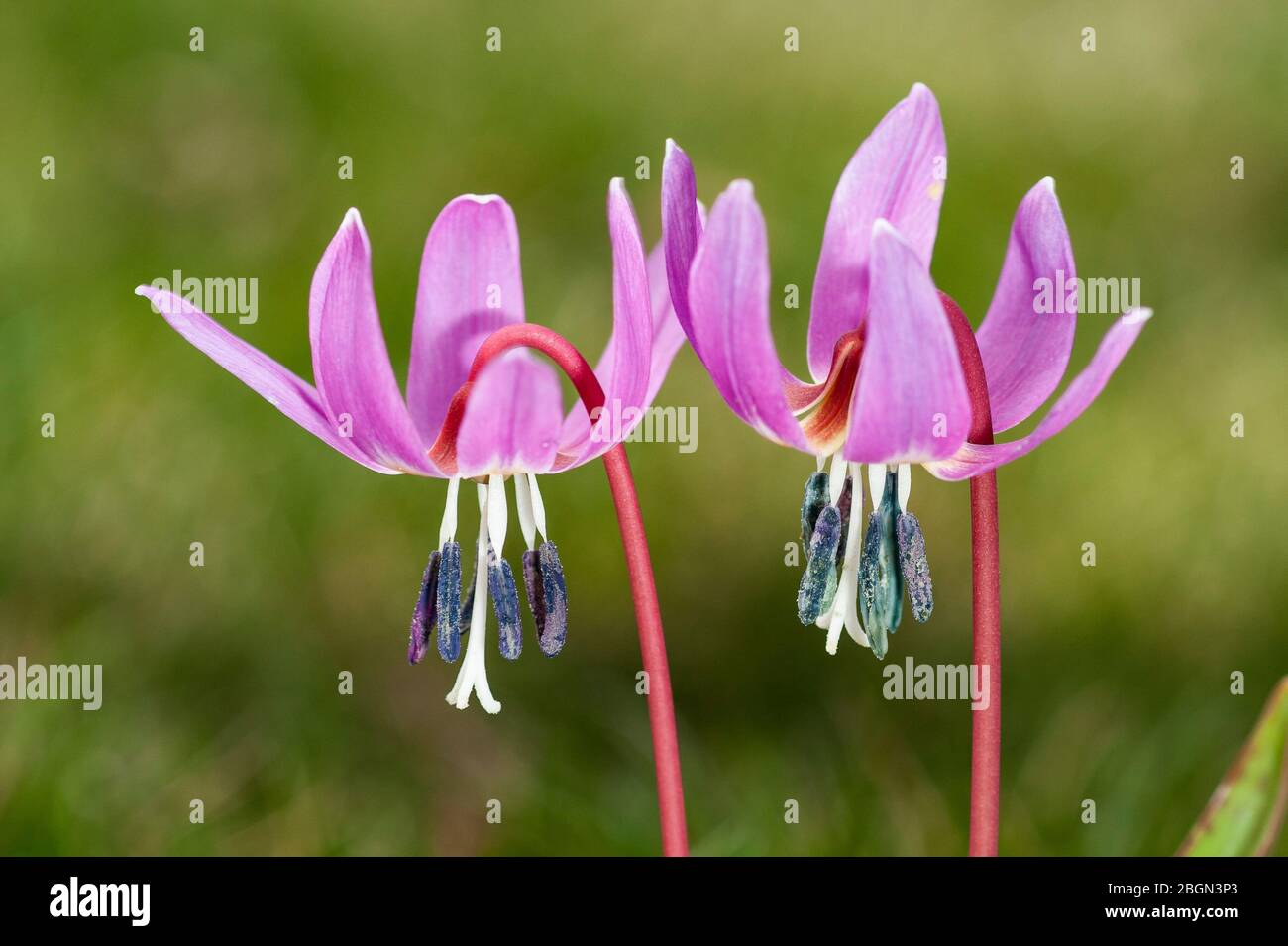A selective photo of a beautiful alpine flower, Erythronium dens-canis, on an unfocused green background. León, Spain Stock Photo
