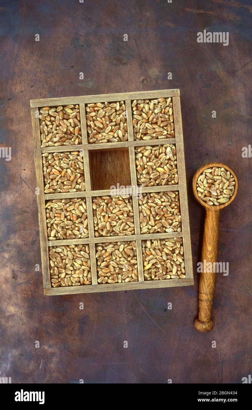 Wheat grain  lying in compartmentalised box with one compartment empty and grain in wooden scoop alongside Stock Photo