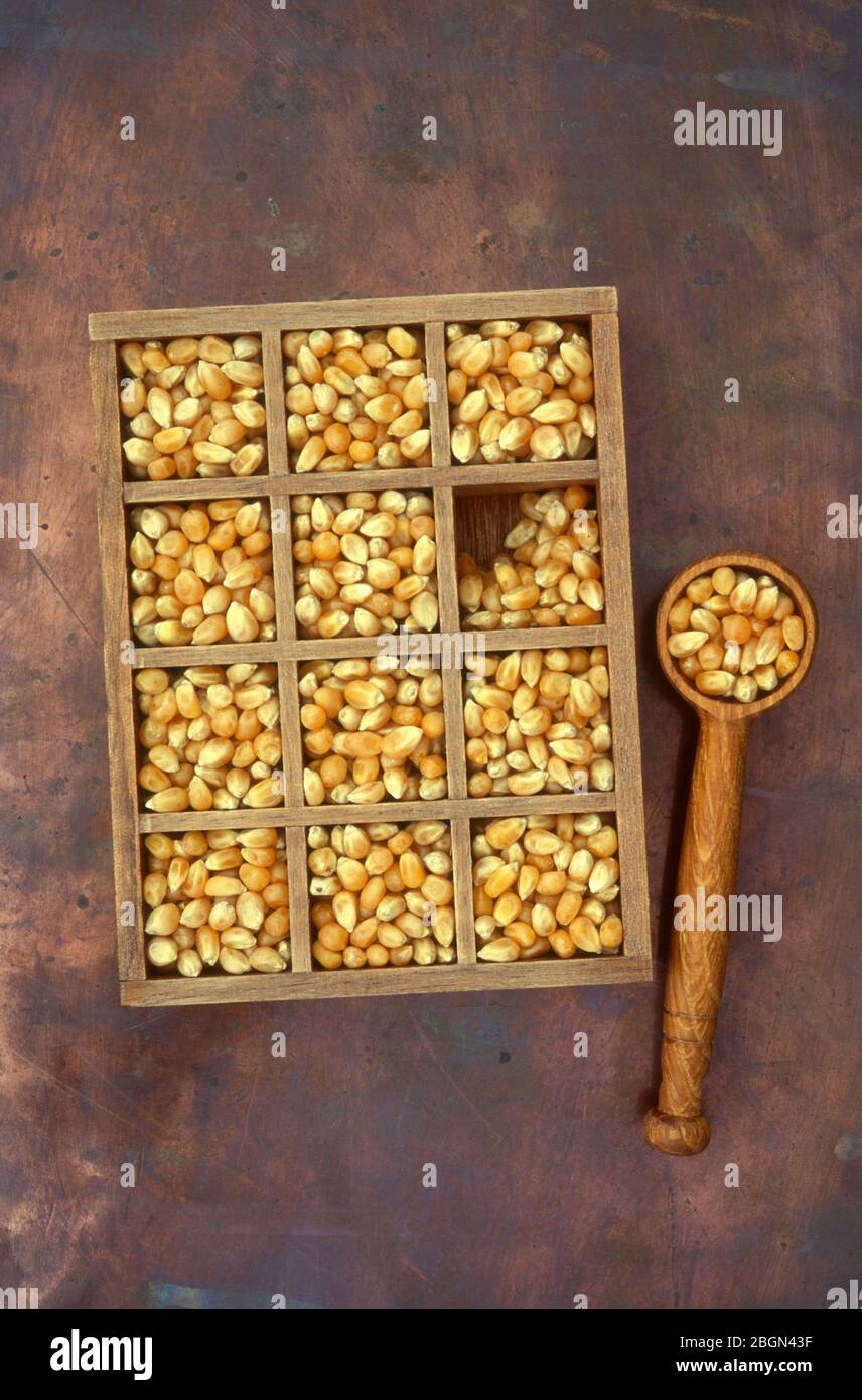Maize or corn lying in compartmentalised box with one compartment half full and maize in wooden scoop alongside Stock Photo