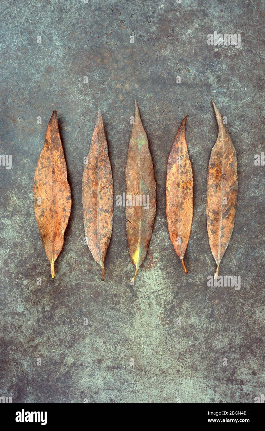 Willow leaves with hi-res stock photography and images - Alamy