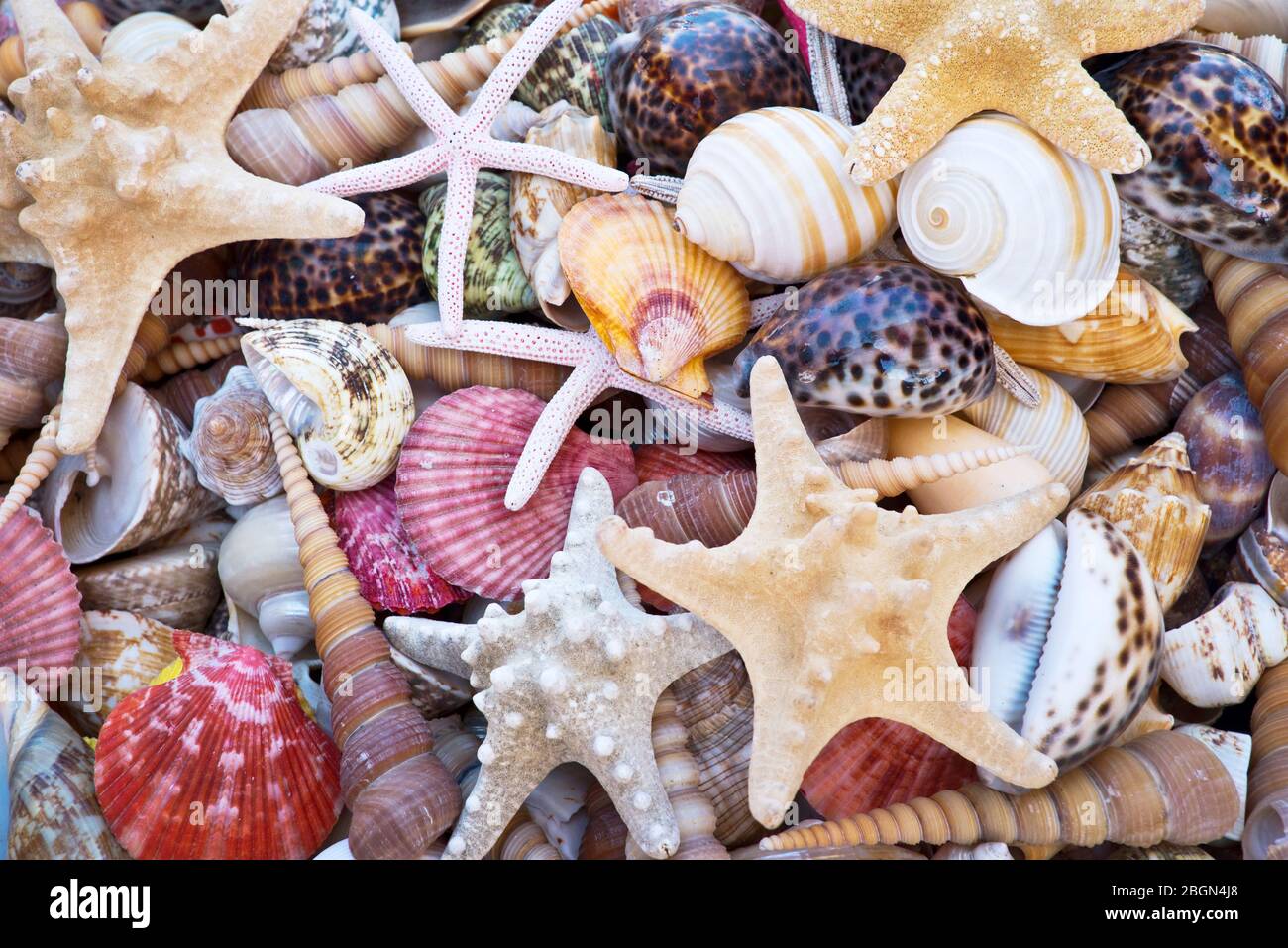 Seashells and starfishes background Stock Photo