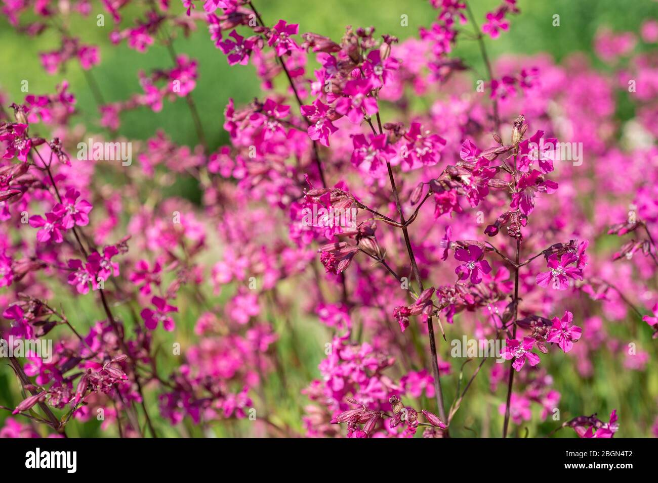 Flowers Viscaria vulgaris in the garden Stock Photo