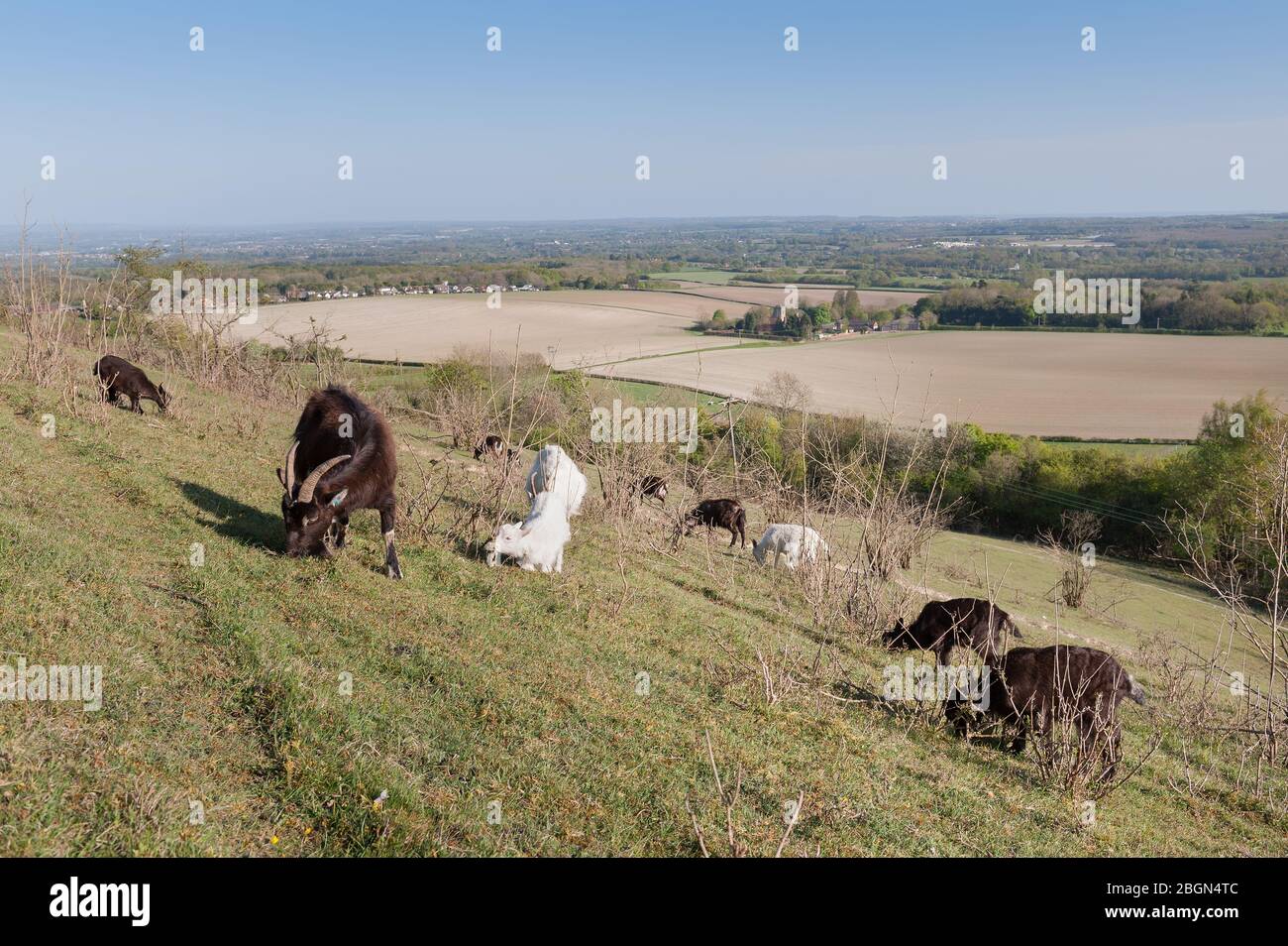 Chalk grassland management on steep slopes of North Downs grazing goats with views of weald towards Hadlow Bedgebury Sevenoaks Kemsing Trotterscliffe Stock Photo