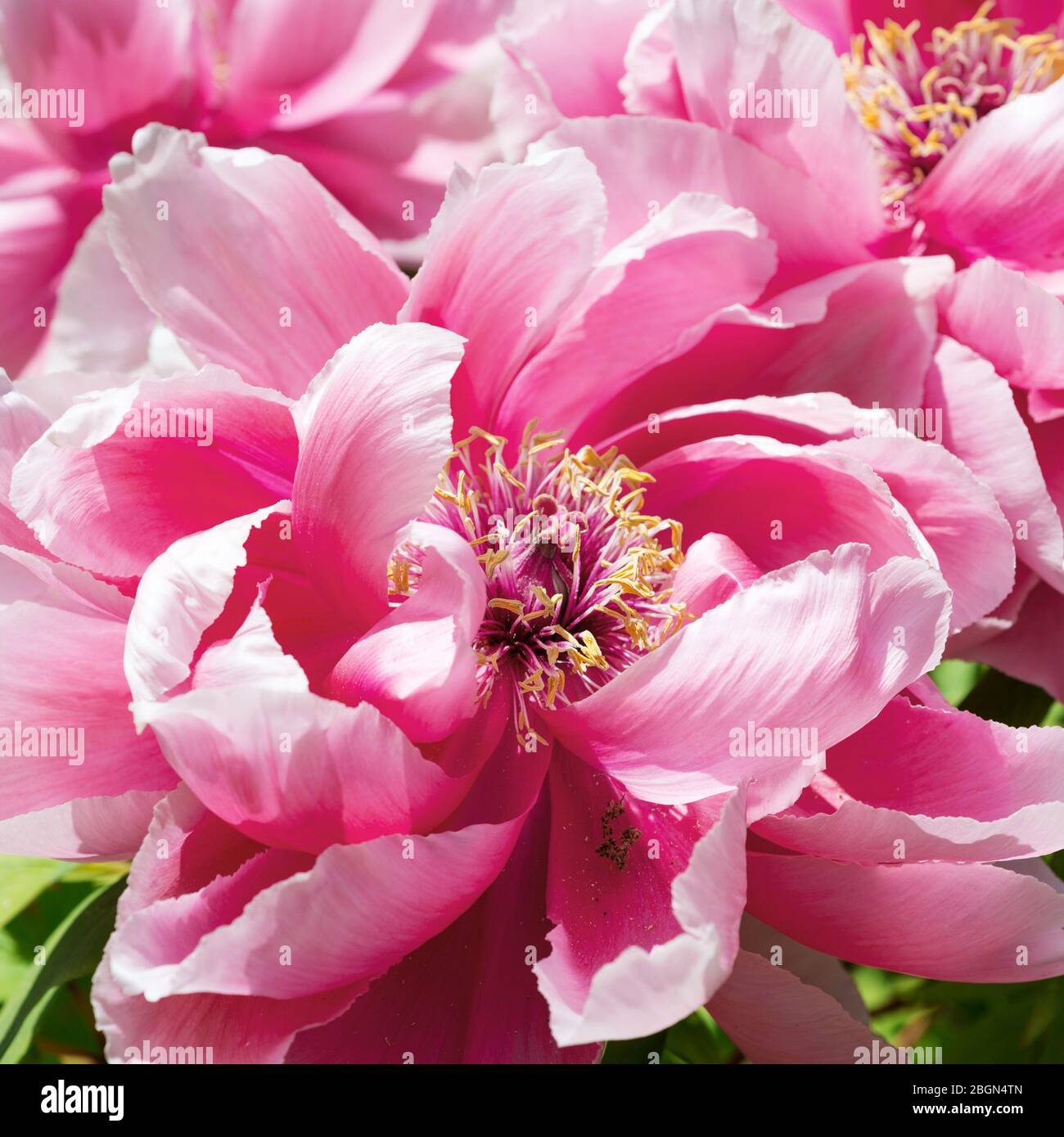 Paeonia suffruticosa Flower pink close-up Stock Photo