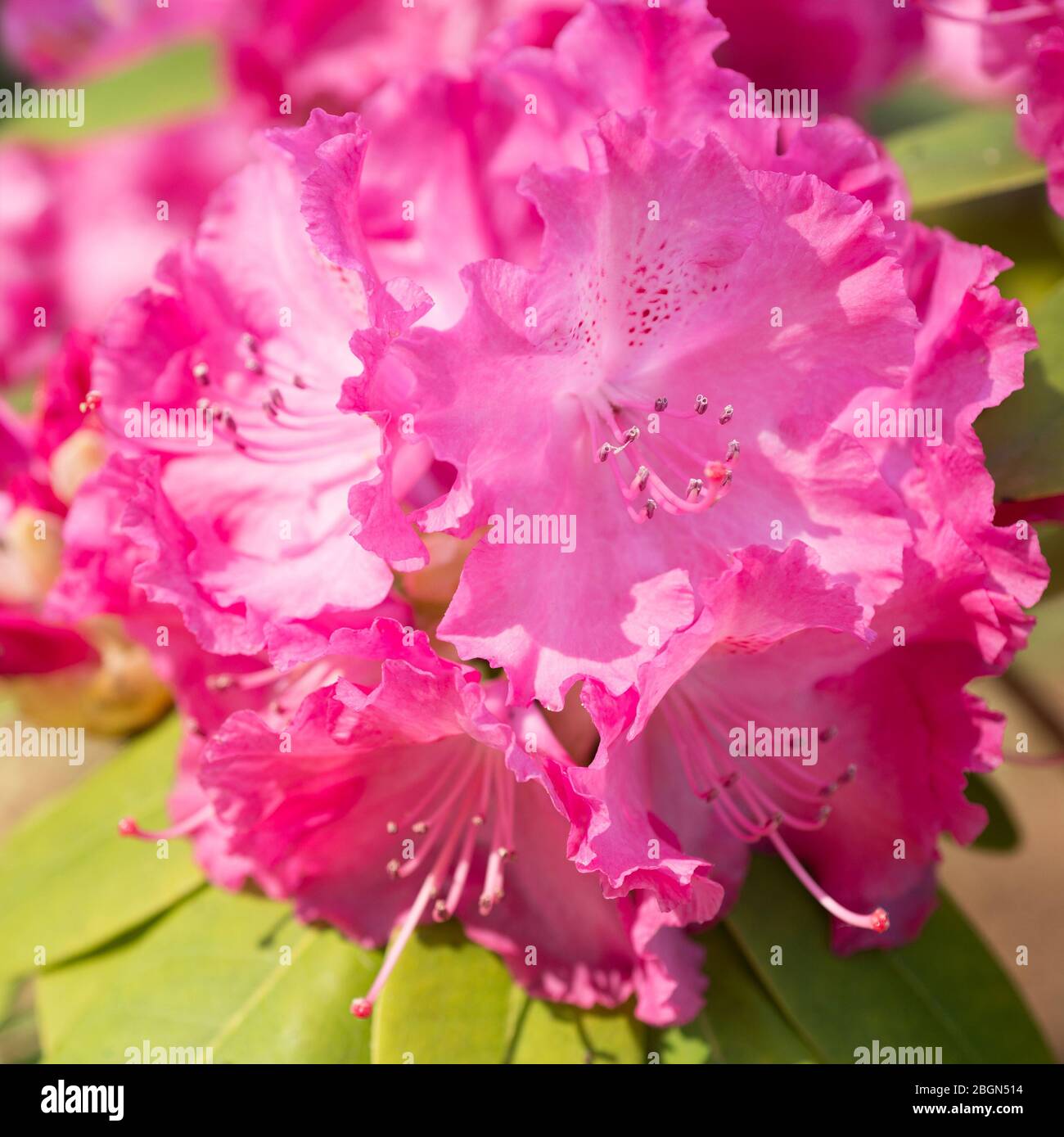 Pink Rhodos Flower Pink Rhododendron close-up Stock Photo - Alamy