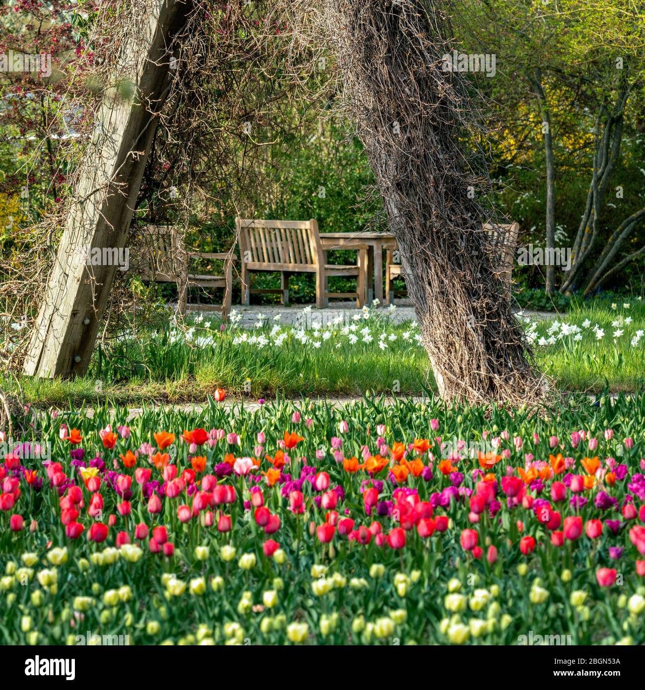 Britzer Garten, Berlin, Germany - april 16, 2020: part of  the due to Corona barricaded Tulipan 2020 tulip show Stock Photo