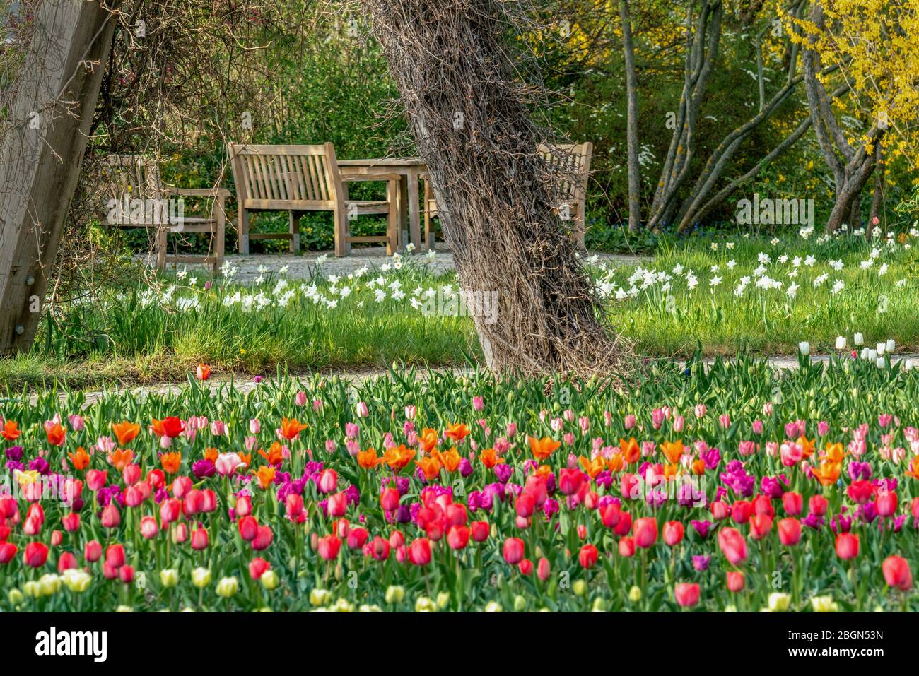 Tulipan High Resolution Stock Photography And Images Alamy