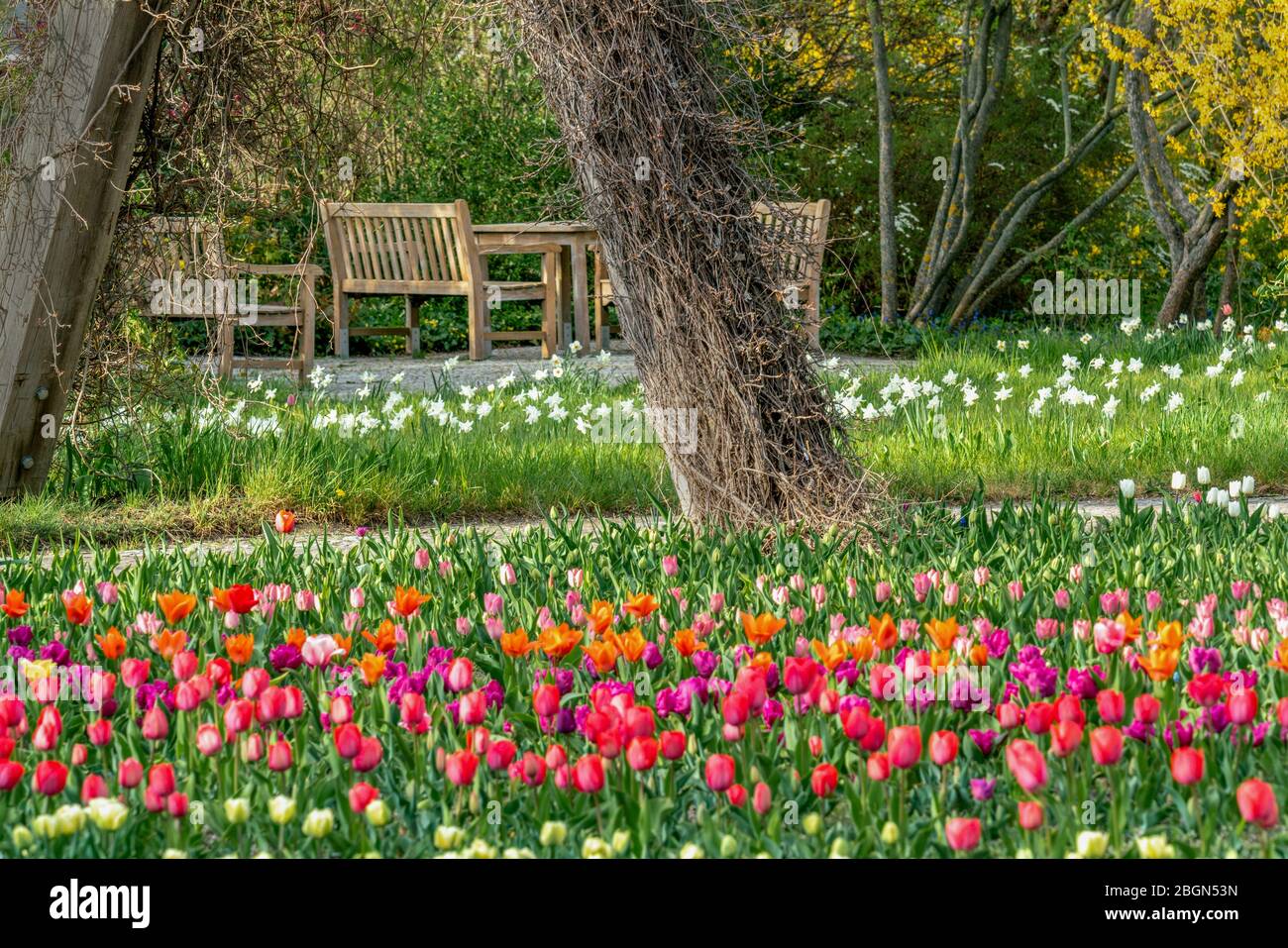 Britzer Garten, Berlin, Germany - april 16, 2020: part of  the due to Corona barricaded Tulipan 2020 tulip show Stock Photo