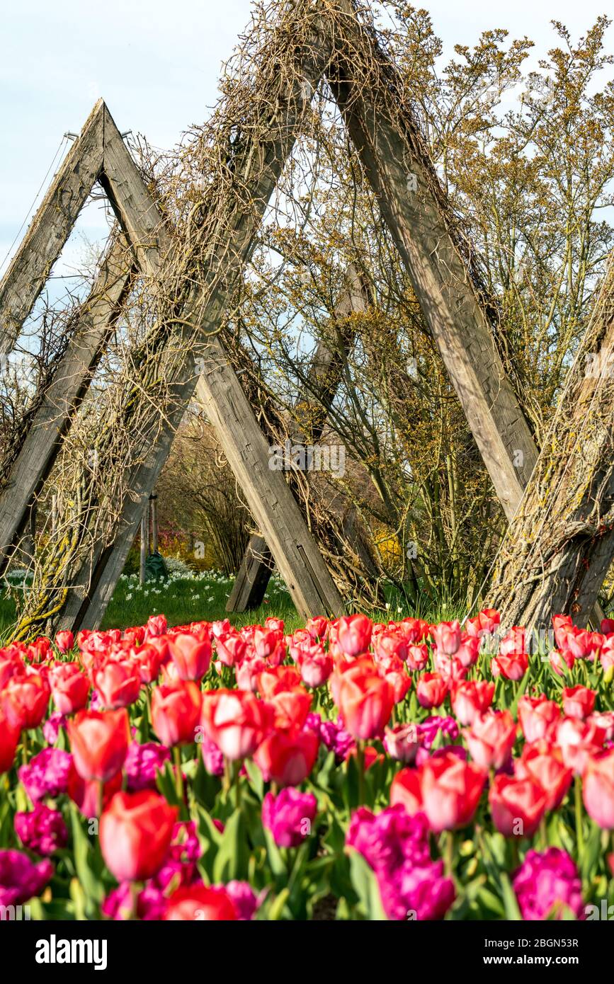 Britzer Garten, Berlin, Germany - april 16, 2020: part of  the due to Corona barricaded Tulipan 2020 tulip show Stock Photo
