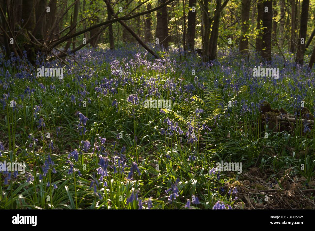 Native Bluebells Hyacinthoides nonscripta, wild hyacinth at height of flowering season beneath