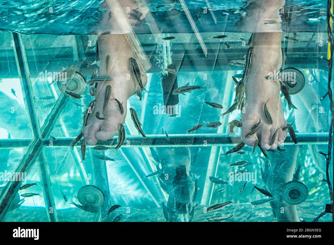 Feet massage by Garra rufa or doctor fish, Puerto de la Cruz, Tenerife, Spain Stock Photo