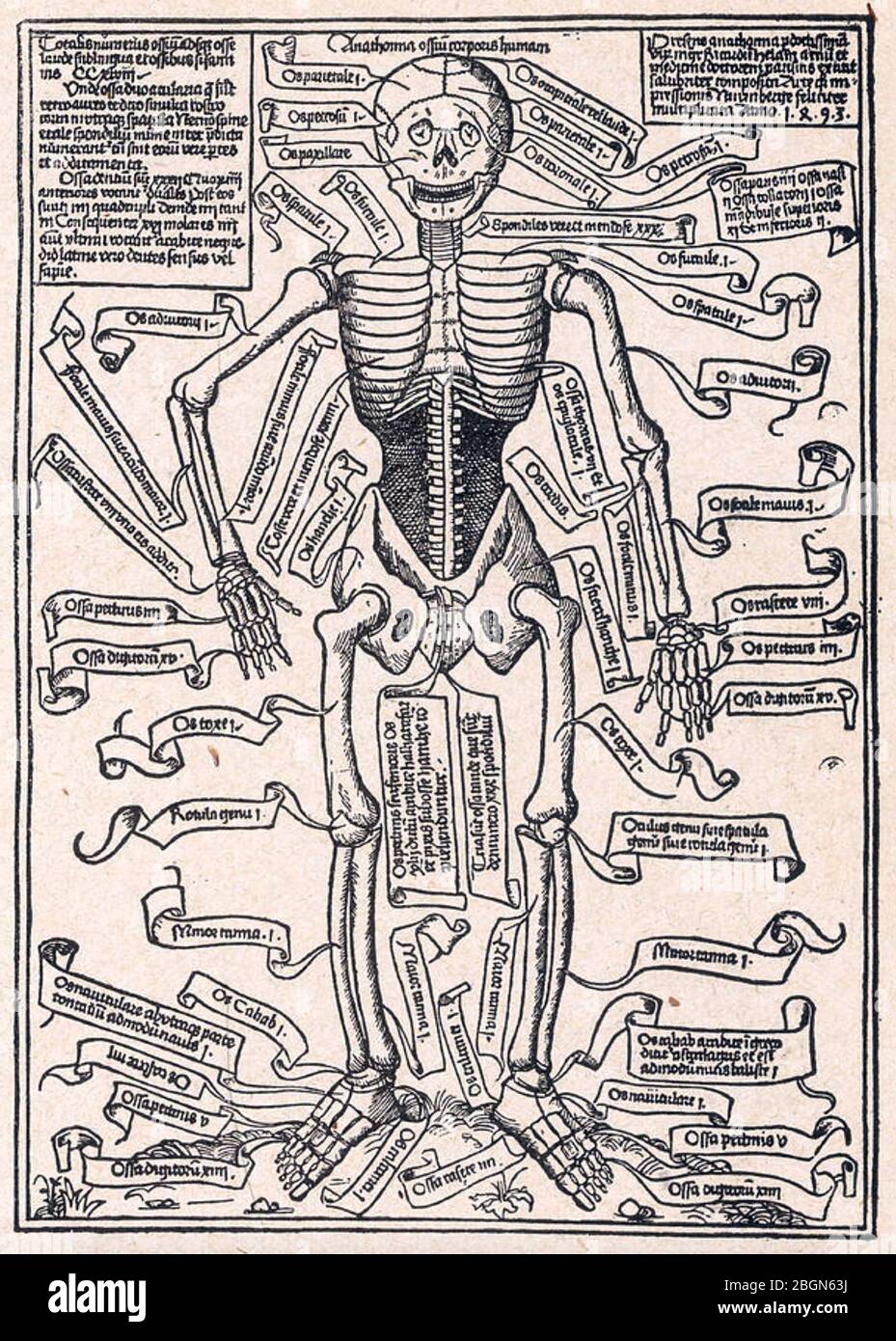 HUMAN ANATOMY in a 15th century engraving Stock Photo