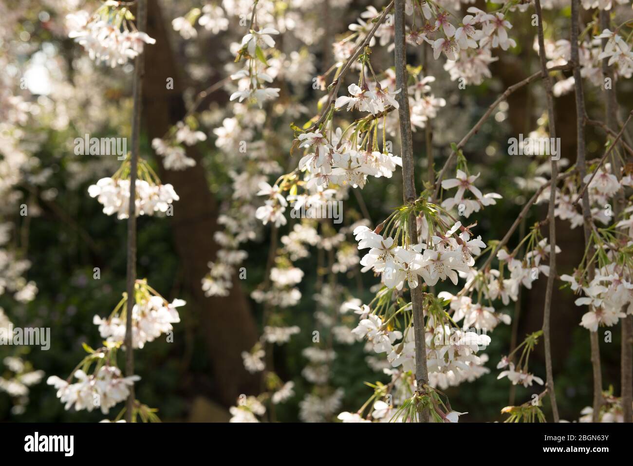Prunus pendula Weeping Cherry tree with very delicate pale pink flower