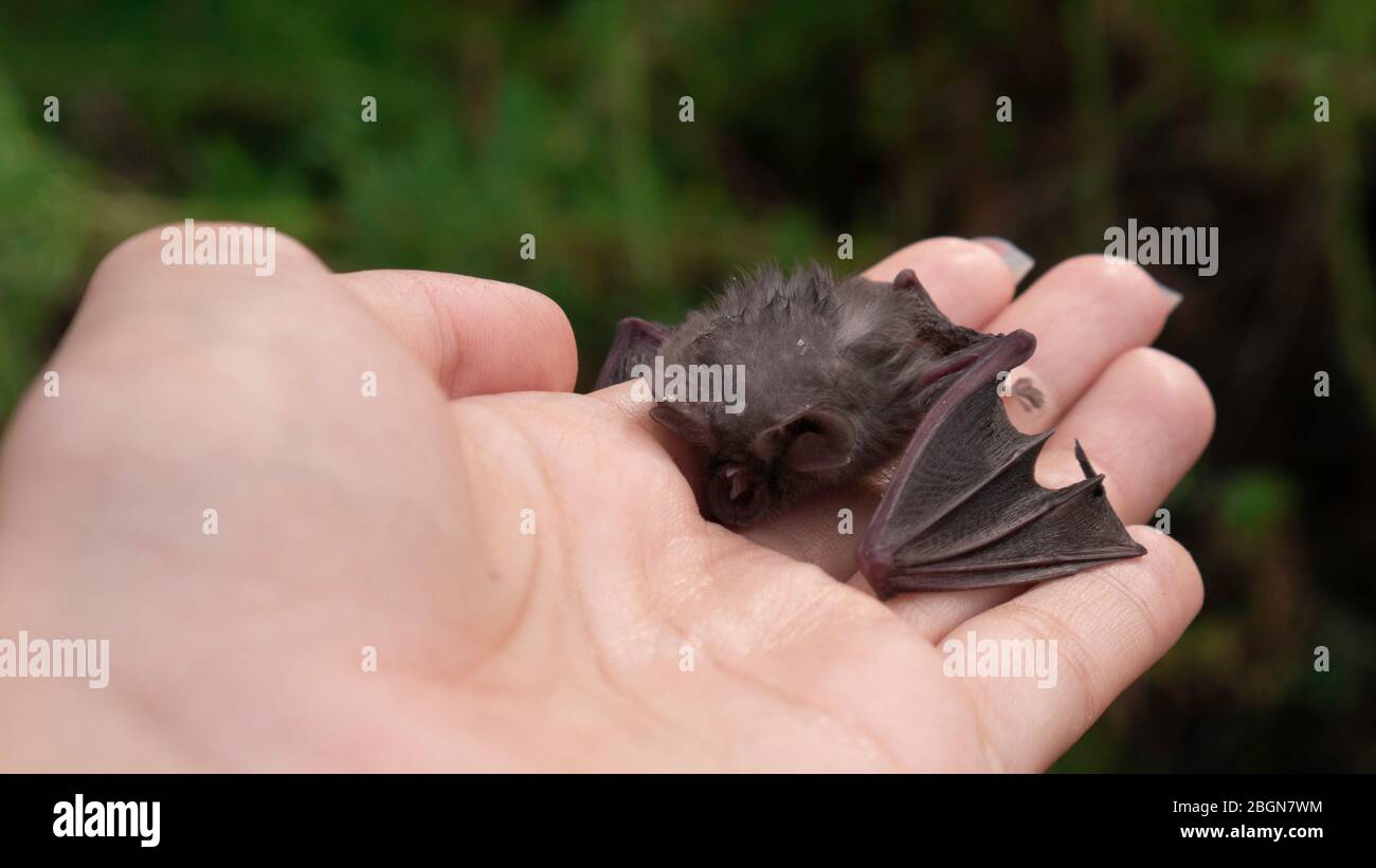 Heat stroke/heat exhaustion - Baby bat in the woman's hand drinks water from palm Stock Photo