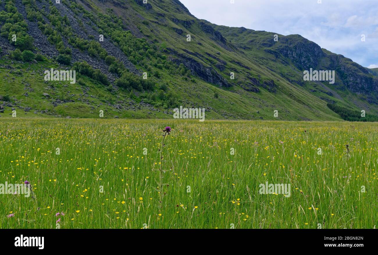 Scottish Wildflowers and lush grass form a dense cover to the Valley floor of Glen Doll in the Scottish Highlands on a warm July Day. Stock Photo