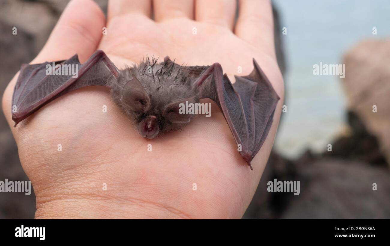 Baby Bat – Dove Tail Bat