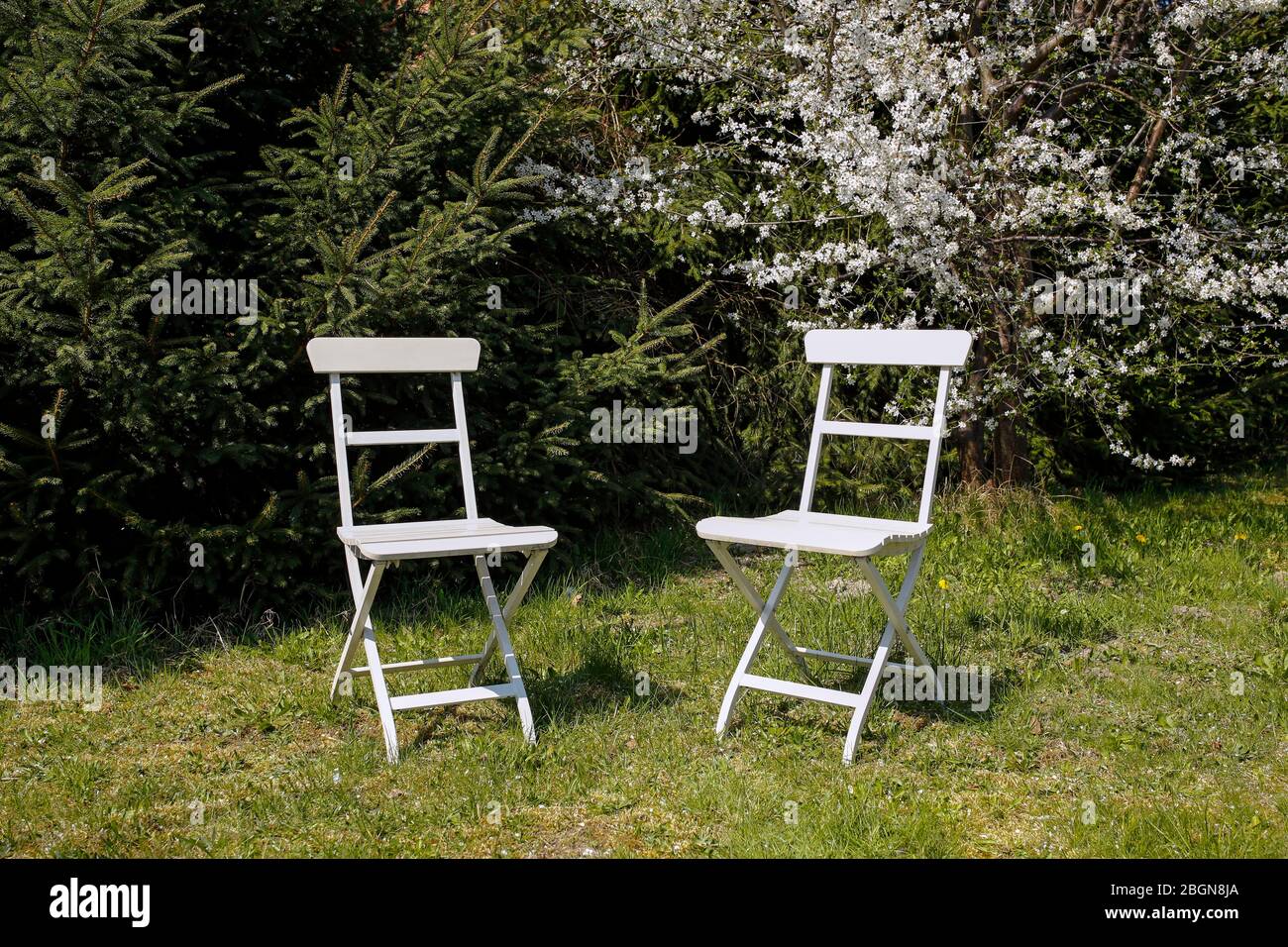 two white chairs under bueaty flowering tree Stock Photo