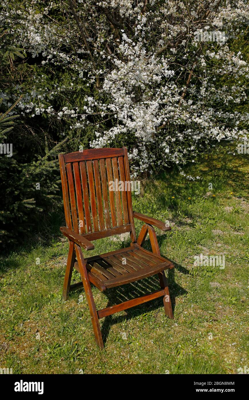 wooden chair under bueaty flowering tree Stock Photo