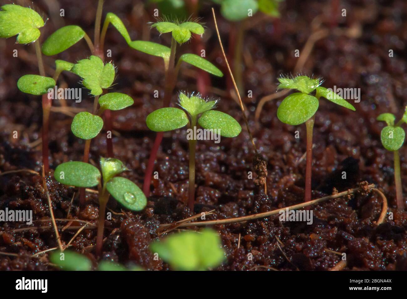 Strawberry seeds begin to grow Stock Photo Alamy