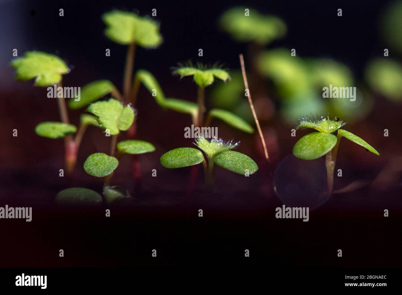 Strawberry seeds begin to grow Stock Photo Alamy