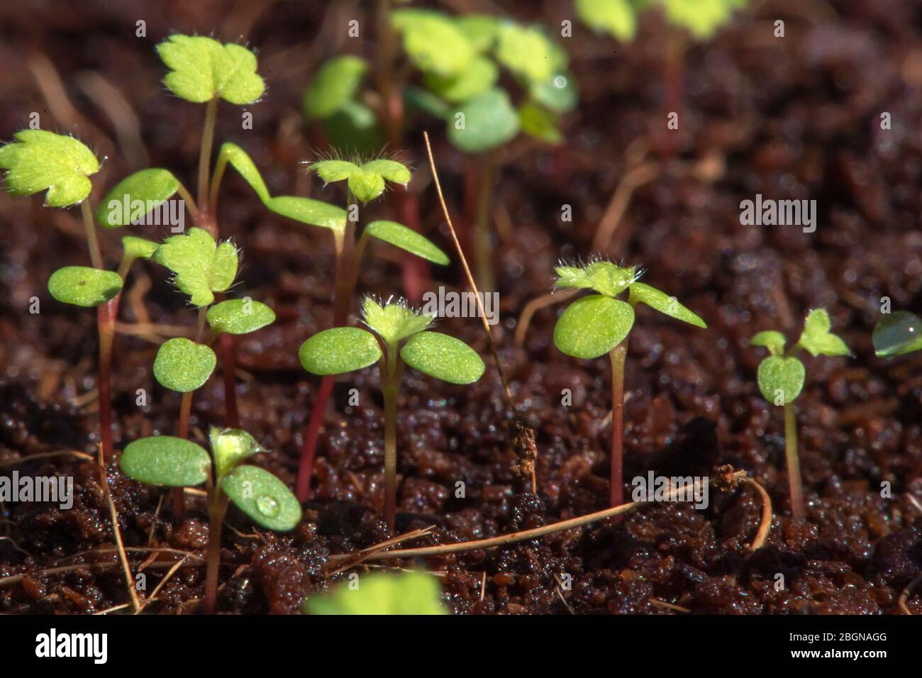 Strawberry seeds begin to grow Stock Photo Alamy