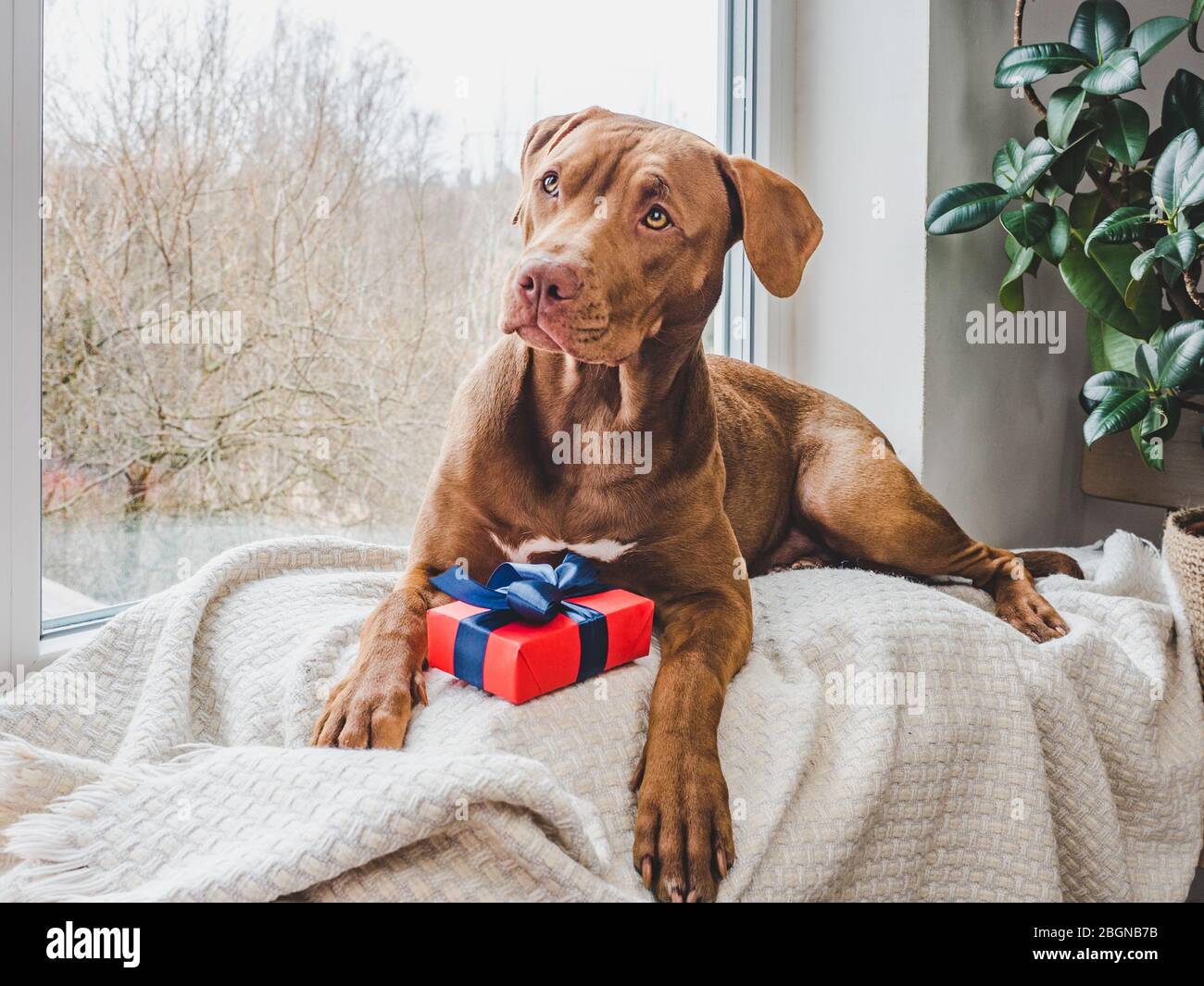 Curated visual reference: Chocolate Labrador Heart Hi Res Stock Photography And Images Photo Inspiration