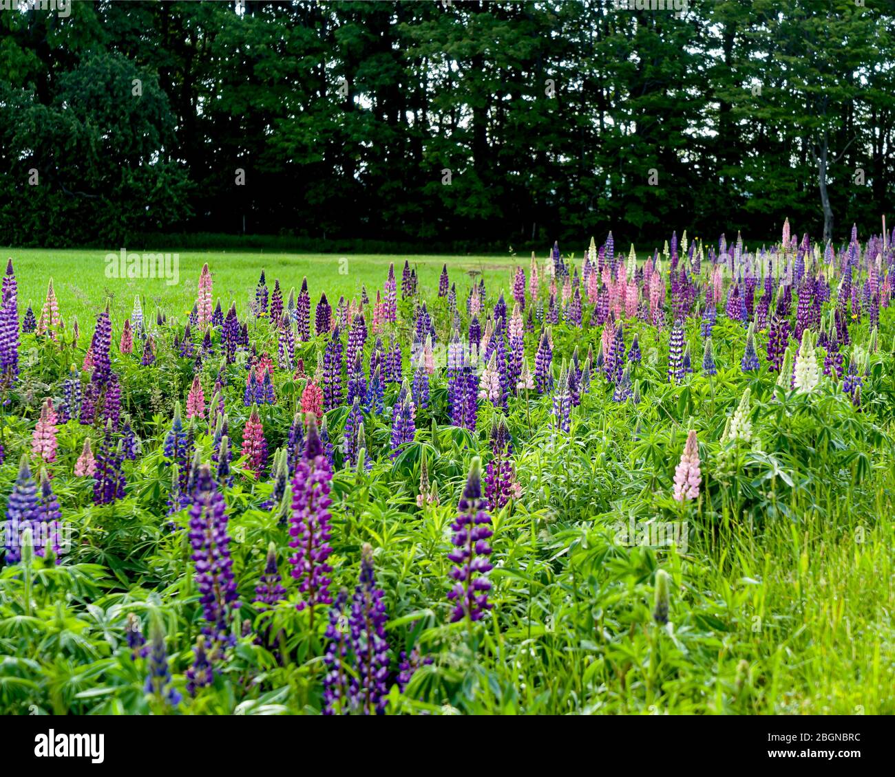 Lupins growing along the roadside in rural Prince Edward Island, Canada. Stock Photo