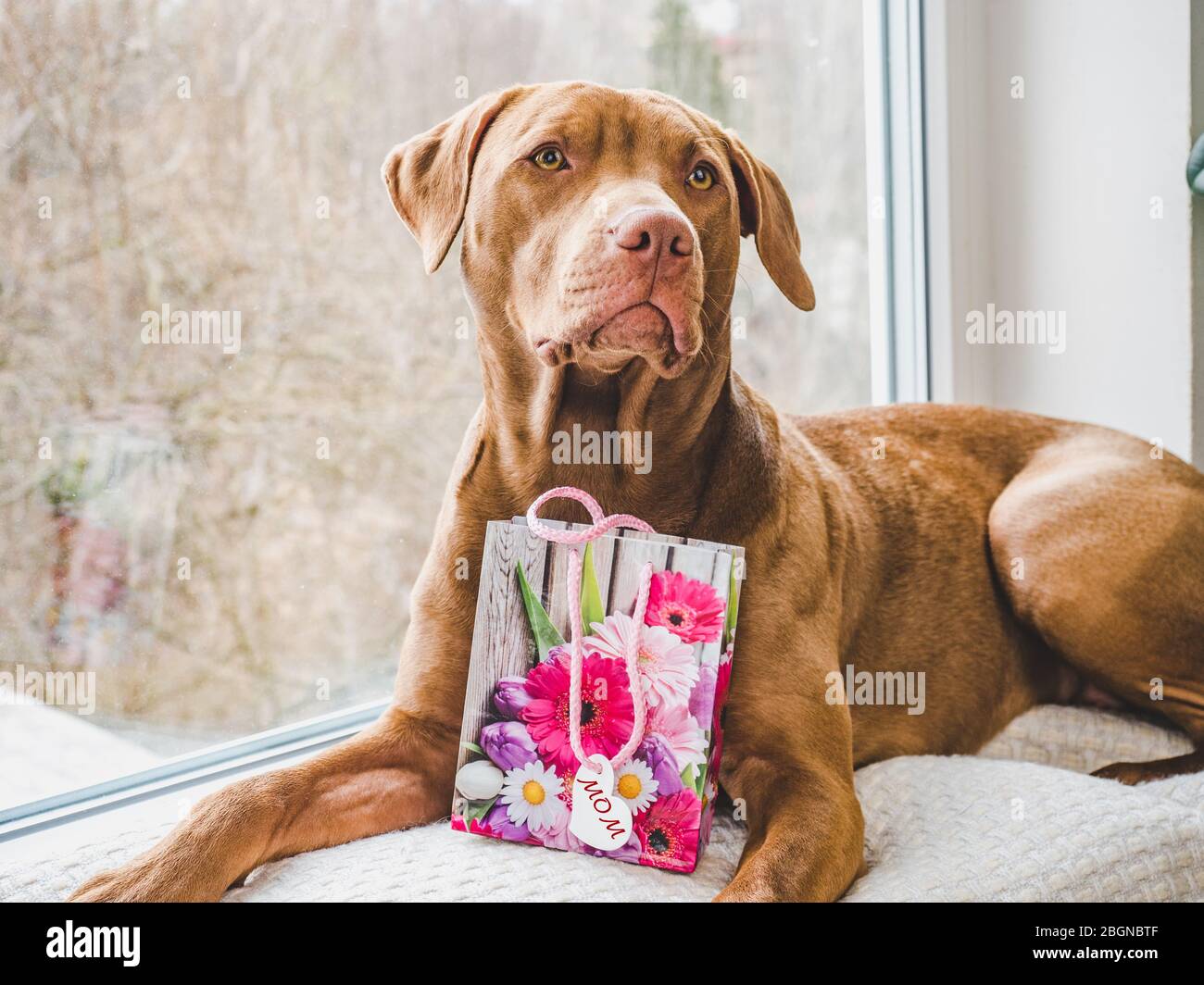 Charming puppy of chocolate color. Close up Stock Photo - Alamy